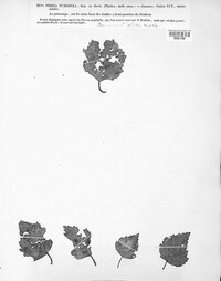 Image of Hyalinia tumidula